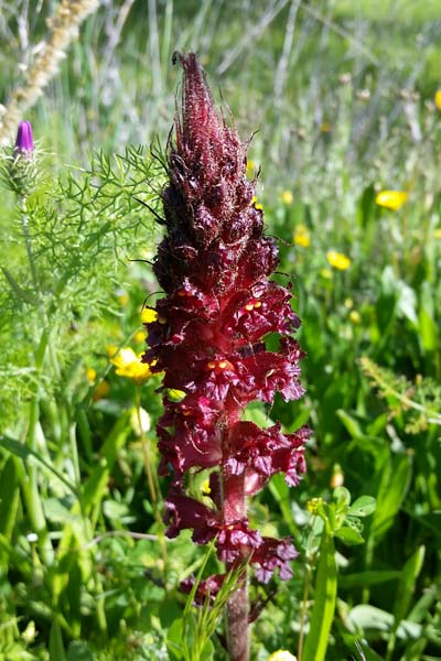 Orobanche fétide